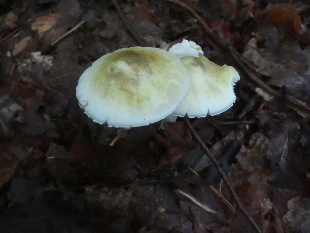 P8060451