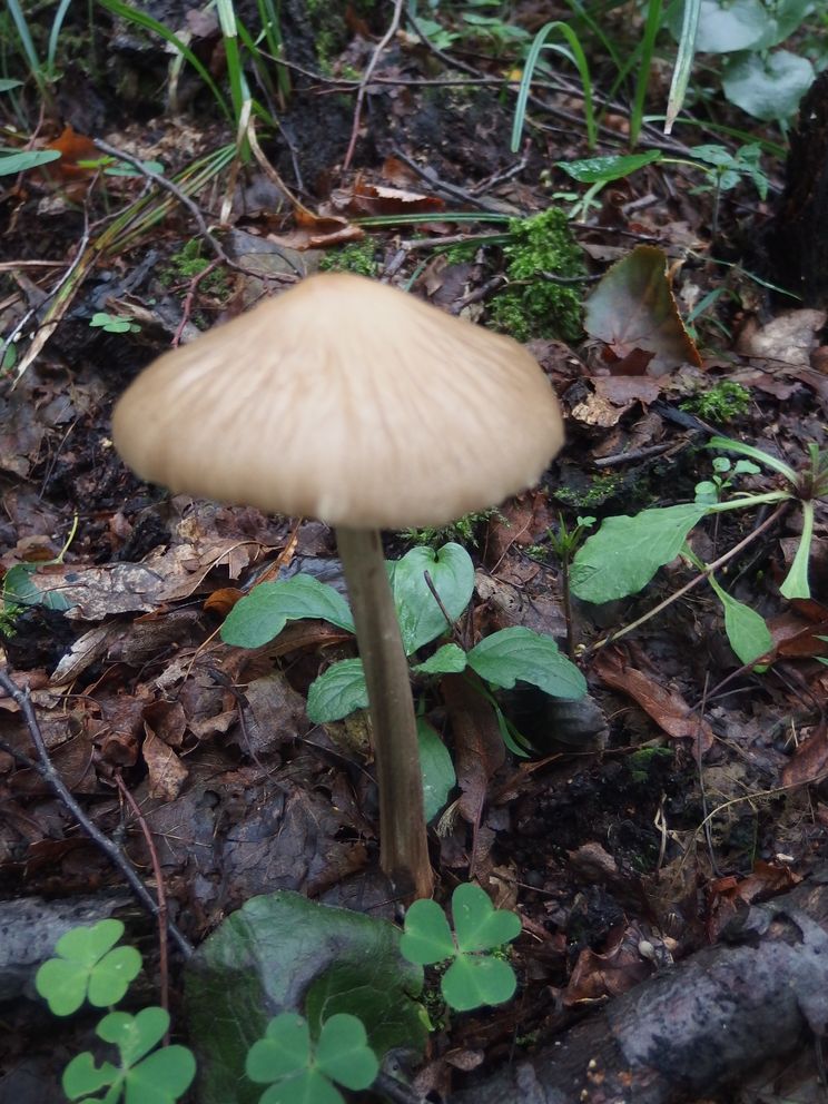 P8060559