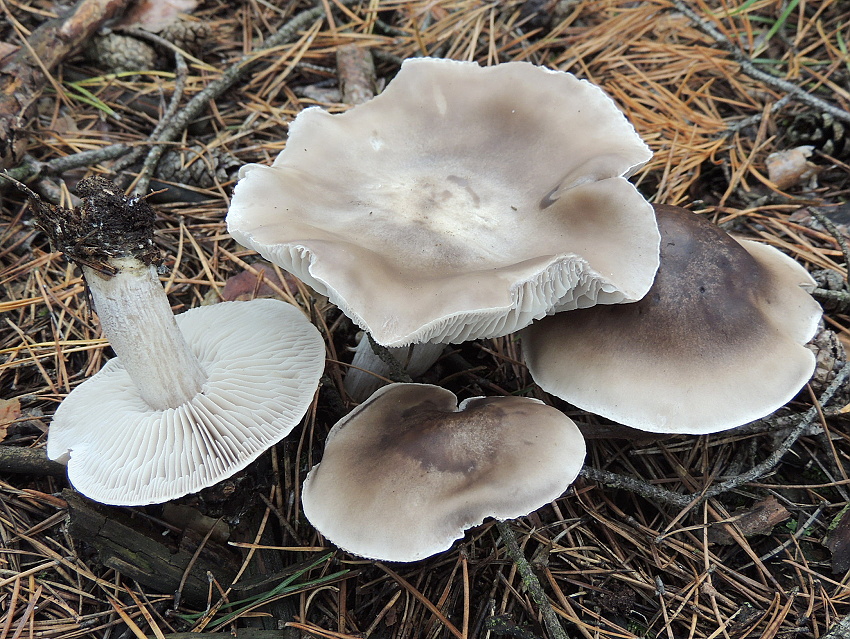 čirůvka světlá - Tricholoma sudum