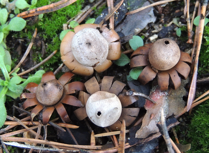 hvězdovka kvítkovitá - Geastrum floriforme