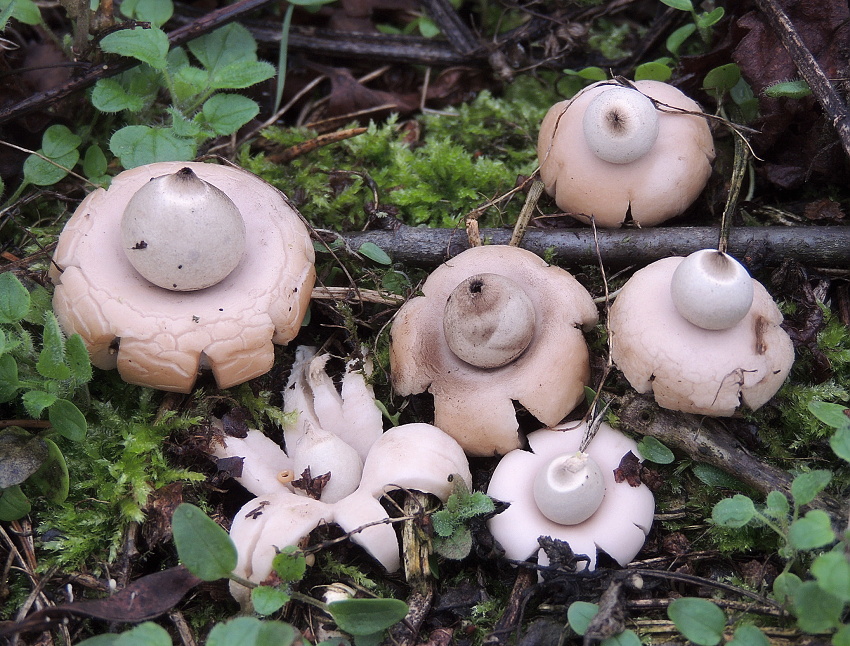 hvězdovka lahvicovitá - Geastrum lageniforme